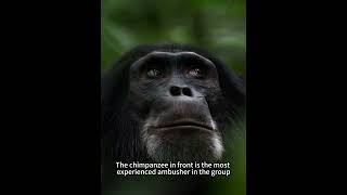 Chimpanzees eat monkeys that have strayed into their territory. #earth #nature #animals