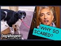 Cesar Millan How To Treat Terrified Dog Dog Whisperer mp3