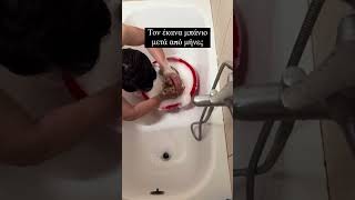 Μπάνιο μετά από μήνες 😄 #κατοικιδια