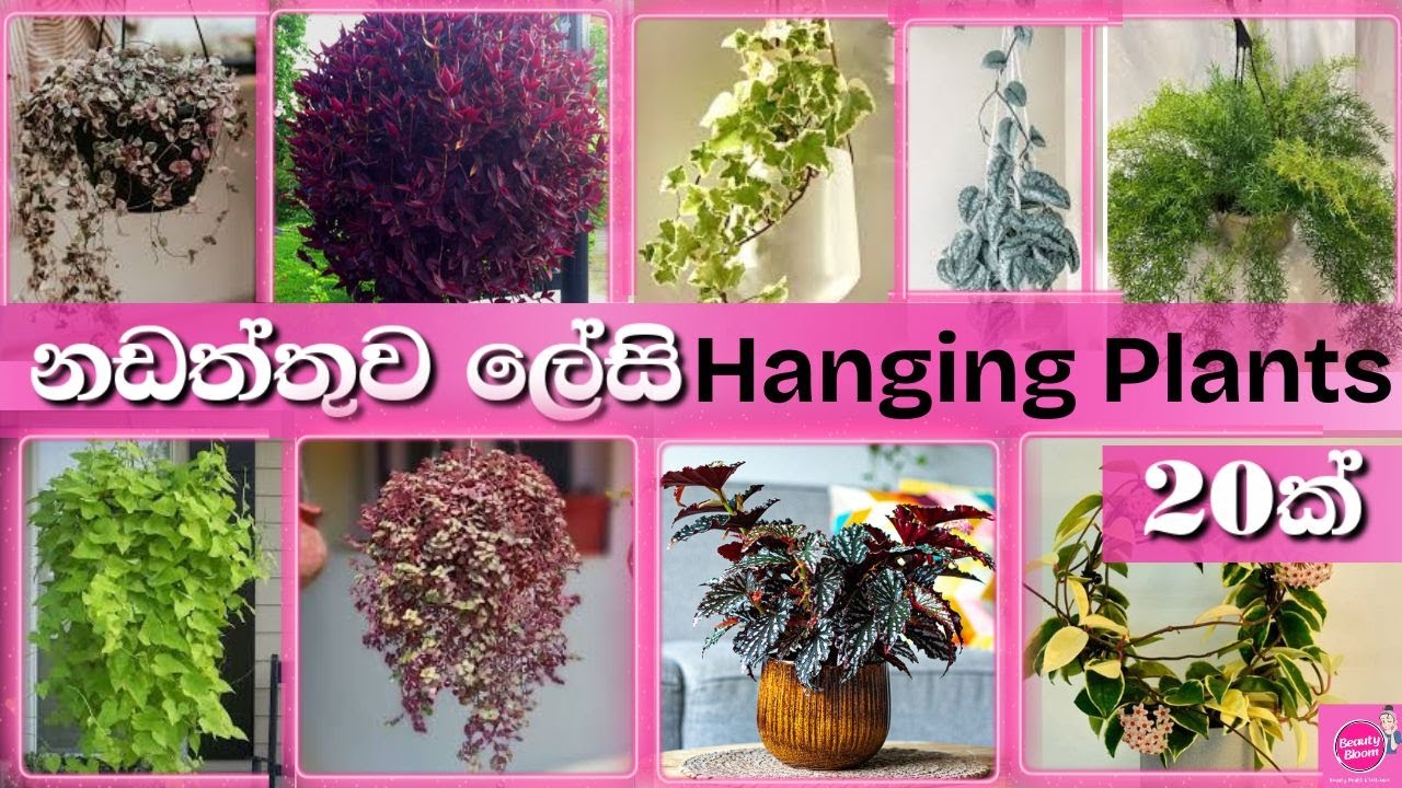 නඩත්තුව ලේසි  Hanging plants 20ක්. Easy maintenance and fast growing hanging plants in Sri Lanka