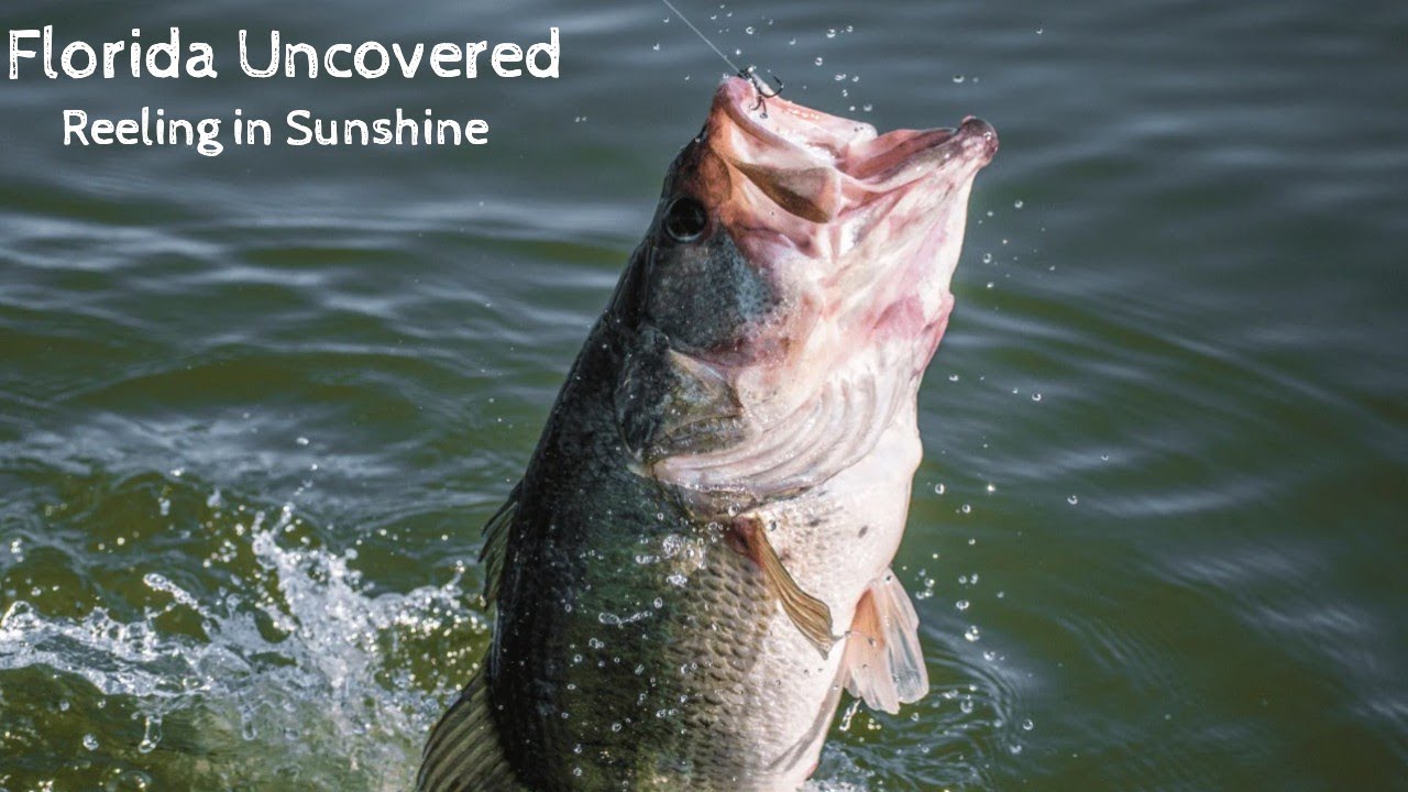 Reeling in Sunshine  Florida’s Top Bass Fishing Destinations