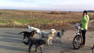 Ce sa faci daca esti atacat de caini cand mergi cu bicicleta (var 1)