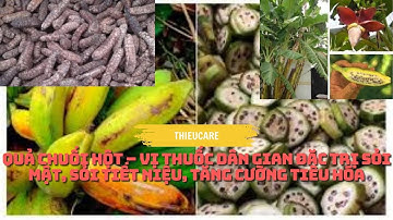 QUẢ CHUỐI HỘT Chuối hột – VỊ THUỐC DÂN GIAN ĐẶC TRỊ SỎI MẬT, SỎI TIẾT NIỆU,