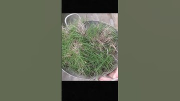 Sắp có cỏ để chạm rồi #shorts #giaitri #vlog