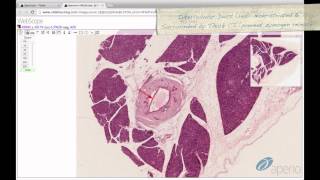 Histology Helper - Digestive Gland Histology