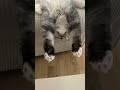 These Funny Cats Will Make Your Day 😂🐾 | Cat Comedy Compilation #FunnyCats