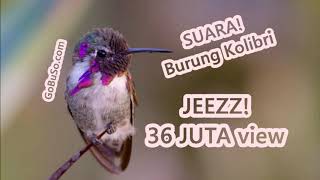 Suara Kolibri Mp3 - Download Suara Burung Kolibri Ninja Kelapa Wulung Rame Ribut Untuk Pikat!