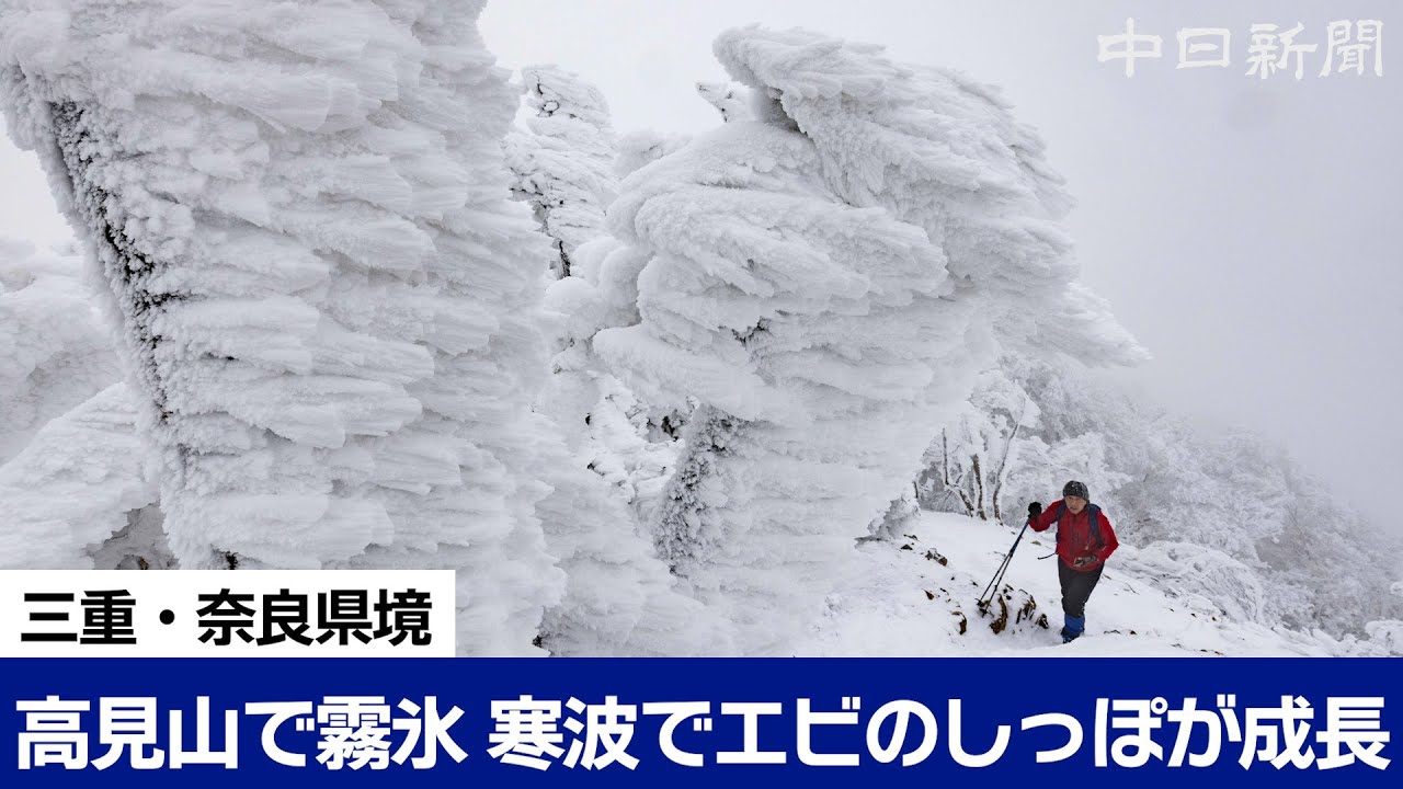 4K】「エビのしっぽ」30センチ以上に成長!? 三重・奈良県境の高見山