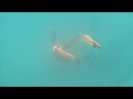 pesca submarina  Gran Canaria recopilatorio