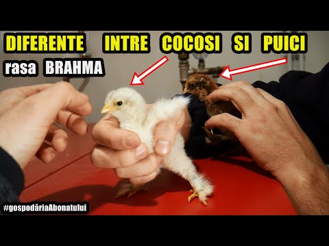 Cum se diferențiază Sexul puilor de găină Brahma ? 🐓🐔 Maternitățile pentru pui #gospodăriaAbonatului