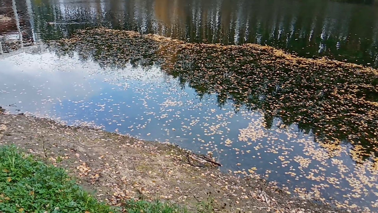 Водоемы домодедово. Пруд в Домодедово. Ивановский пруды Домодедово. Северный пруд Домодедово. Ивановские пруды Домодедово рыбалка.