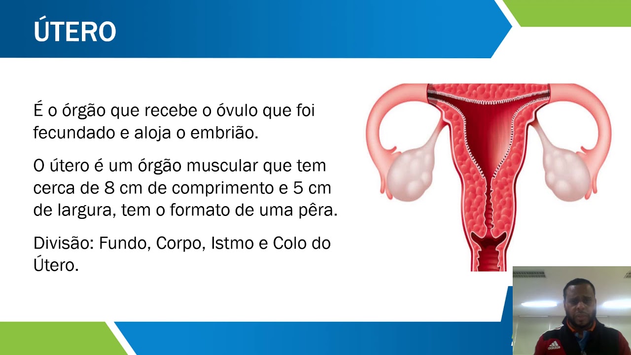 Curiosidades Sobre O Sistema Reprodutor Feminino