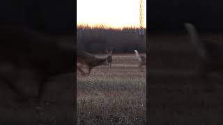 Rut Views - Manitoba Deer Hunt #whitetail #deerhunt #huntfishmb #deerhunter #whitetailbuck #hunting