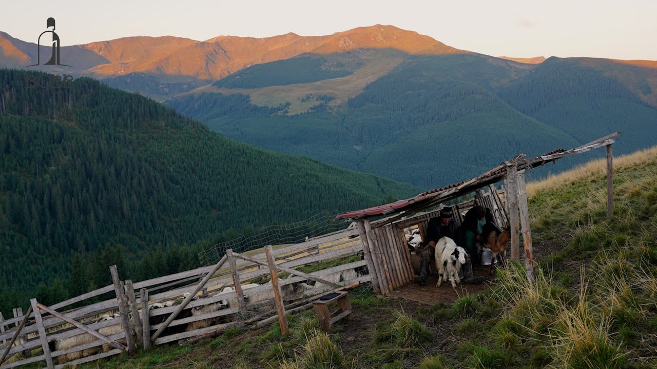 Mulsul oilor și a caprelor TOAMNA cu Mitru Turcu | Cum era la oi în trecut? | Urletul LUPILOR  Ep.2