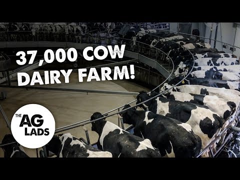 Video: Kokia yra didžiausia pieninė Jungtinėse Amerikos Valstijose?