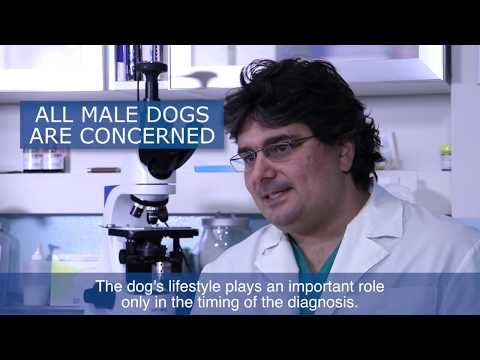 Video: Akupunktion hoito koirille, joilla on allergioita