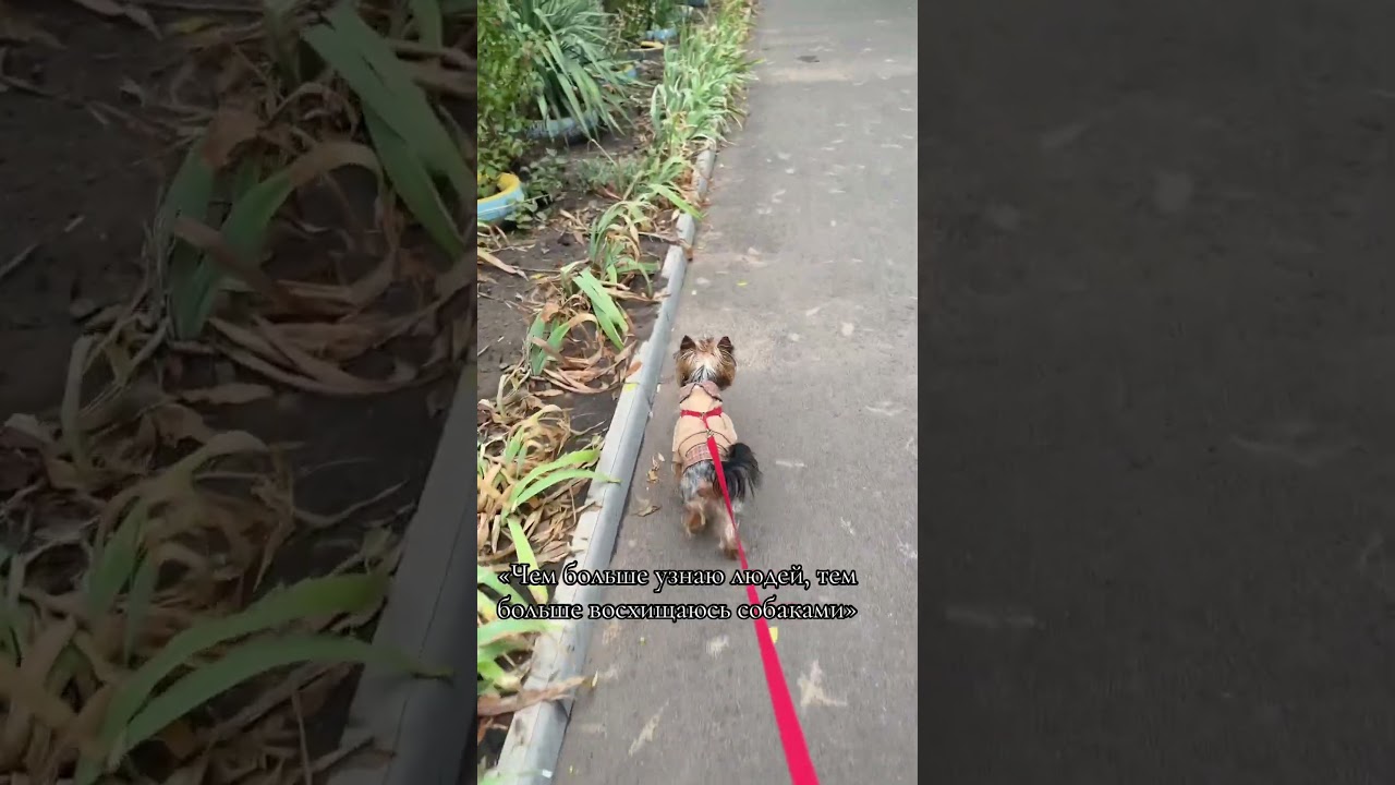 «Любимый хвостик» 