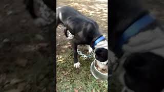 Ch Nacho 4Xw And Rom Isis 2Xw