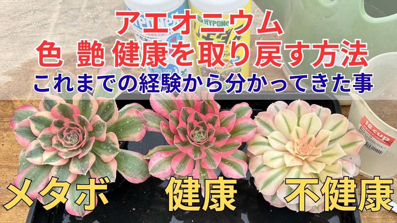 多肉植物❤️アエオニウム錦❤️ カルミン*エメラルド ❤️状態図❤️ Aeonium] How to restore color, luster, and health from winter to