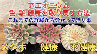 観葉植物 アエオニウム錦❤️グリ一ンファイア一錦❤️碧火❤ 状態図