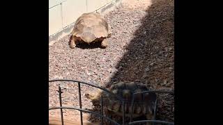 #arizona #tortoise #turtle #cute #desertanimals