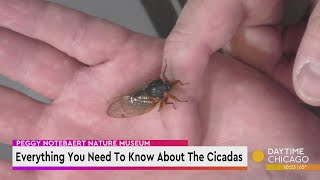 Everything You Need To Know About The Cicadas