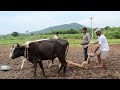 Started Farming | my village show vlogs #64