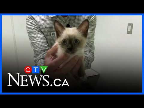 Adopt Chipmunk the kitten from the Regina Humane Society