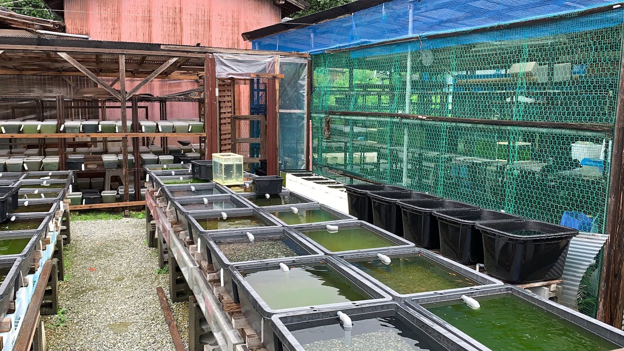 動画でメダカ 説得力が違う めだか専門店に聞いた梅雨 雨対策と餌やり 台風への備えetc 19 6 28 Youtube