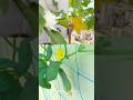 Garden Mein Fruits Kyun Nahi Bante? #terracegardening #garden #youtubeshorts #viral #pollination