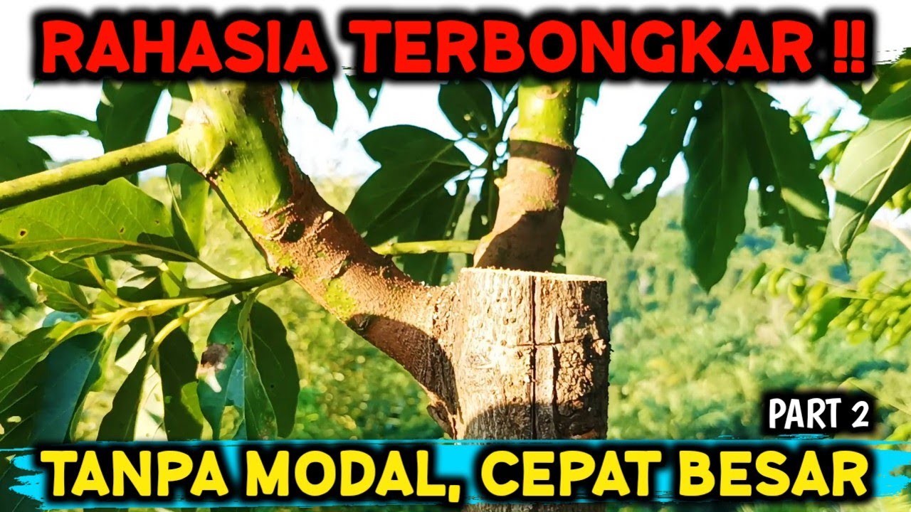 RAHASIA BERKEBUN ALPUKAT ‼️ BAHAYA NIH KALAU SEMUA IKUTAN - PART 2