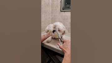 Trimming a dog