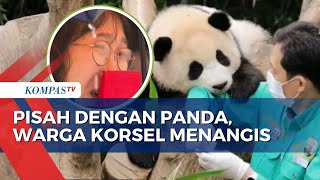 Begini Sosok Panda Fu Bao yang Bikin Warga Korsel Nangis