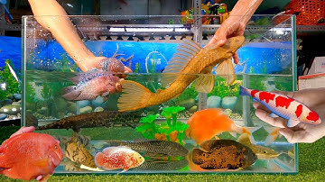 Tổng hợp các loại cá cảnh đẹp khổng lồ, cá khủng long hoàng đế, cá la hán, cá sấu mỏ vịt
