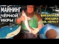 Чёрная икра из осетра