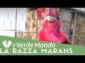 La Razza Marans | Caratteristiche di questa razza avicola | Puntata 3