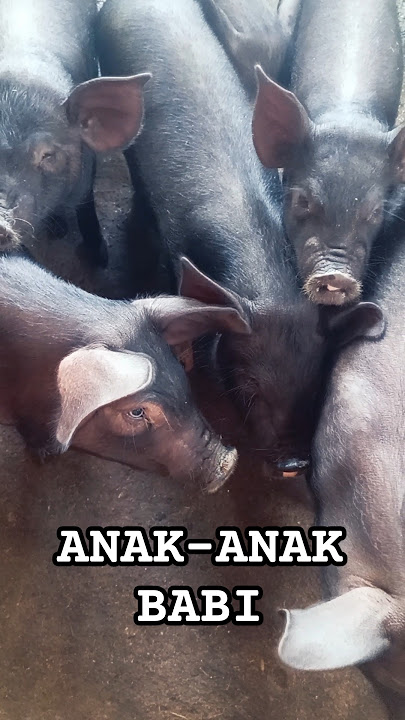 Suara anak-anak babi yang kelaparan #babi #pig