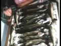 Walleye Management Plan in Lake Champlain