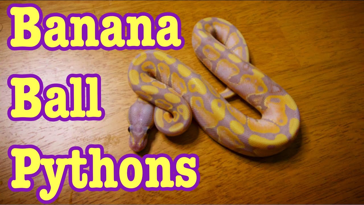 My Collection Of Banana Ball Pythons YouTube My Collection Of Banana Ball Pythons YouTube