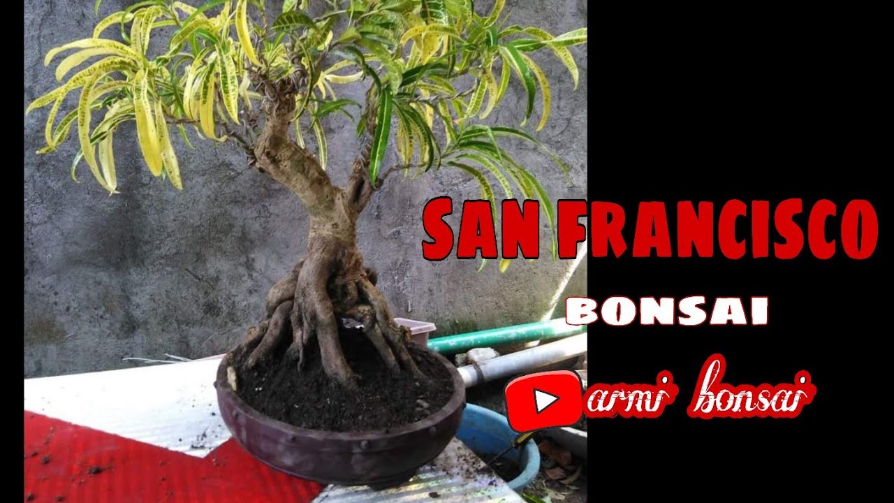 55'Yrs Old San Francisco Bonsai !! / Repotting sanfranciscobonsai 