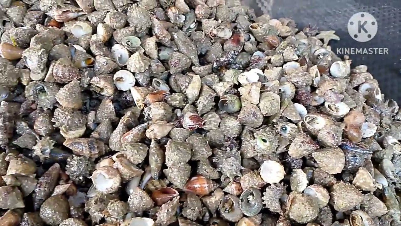 Types Of Seashells In The Philippines