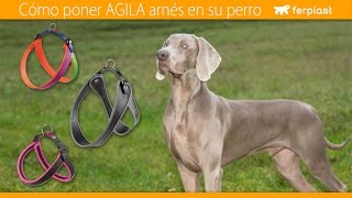 Ferplast  Cómo poner Agila arnés en su perro  ES