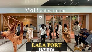 [ららぽーと福岡] Moff Animal Cafe | Lala Port Fukuoka | All-You-Can Drink | Sloth | Baby Chicks | Sloth