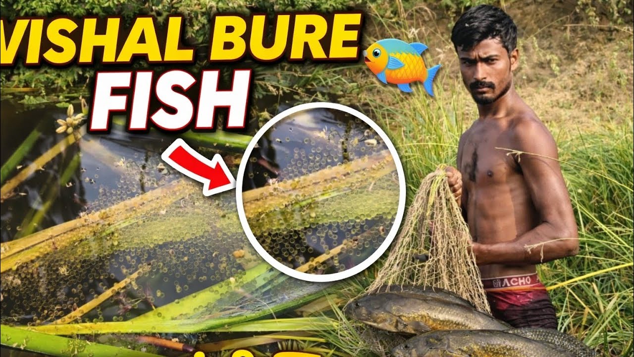 😱हजारों अंडों के बीच जिंदा मरल का शिकार |Biggest Murrel Fish Catch🔥 | Vishal BureFish