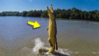 50 Incredible Animal Moments Caught on Camera you will die laughing