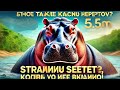Что такое красный пот бегемотов? Странный секрет, который вы не знали!