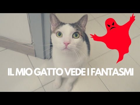 Video: Guardando Nel Vuoto: I Gatti Possono Vedere I Fantasmi? - Visualizzazione Alternativa