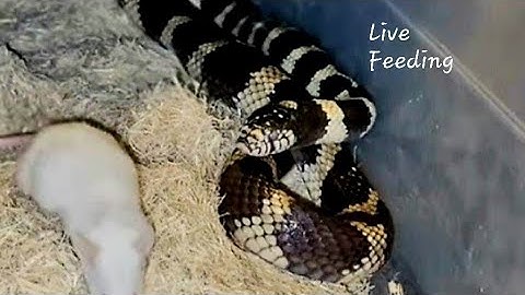 The King Snake Attacks A Tricky Rodent / Warning Live Feeding