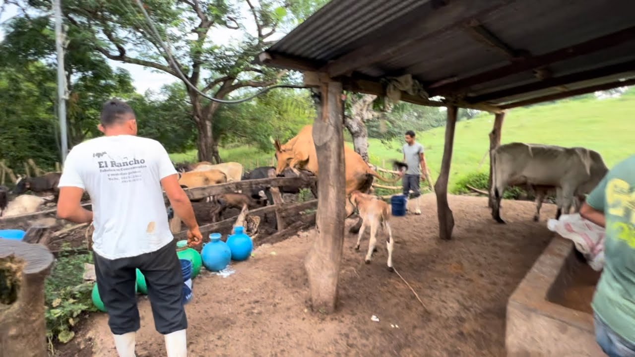Tratando de ordeñar la Vaca rebelde y se los escapo
