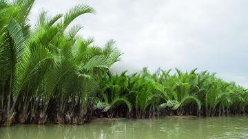 Rừng dừa nước - Tịnh Khê - Quảng Ngãi